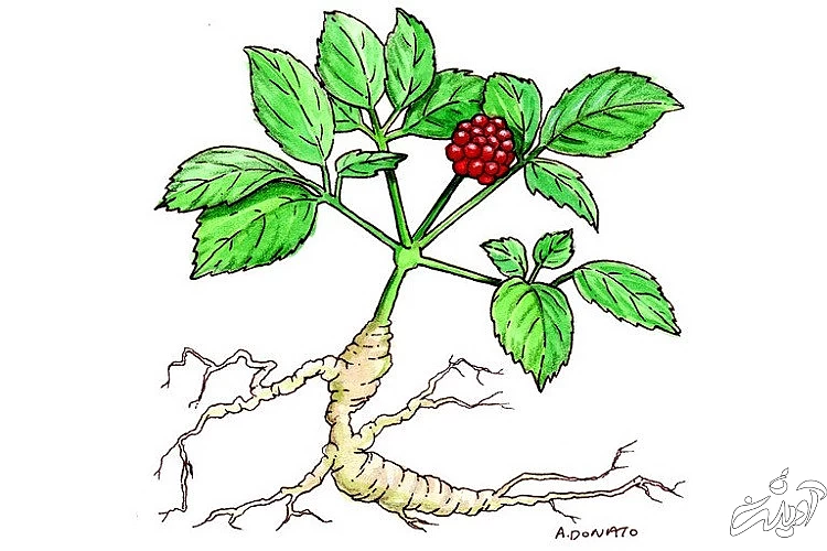 جینسینگ و هرآنچه که در مورد خواص جادویی آن باید بدانید